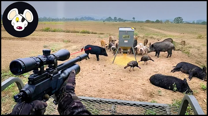 Shocking Video ! Wild Boar Shot At 1653 Feet, Best Wild Boar Hunts!