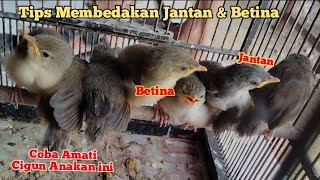 Perbedaan cigun/ciblek gunung jantan dan betina anakan ombyokan