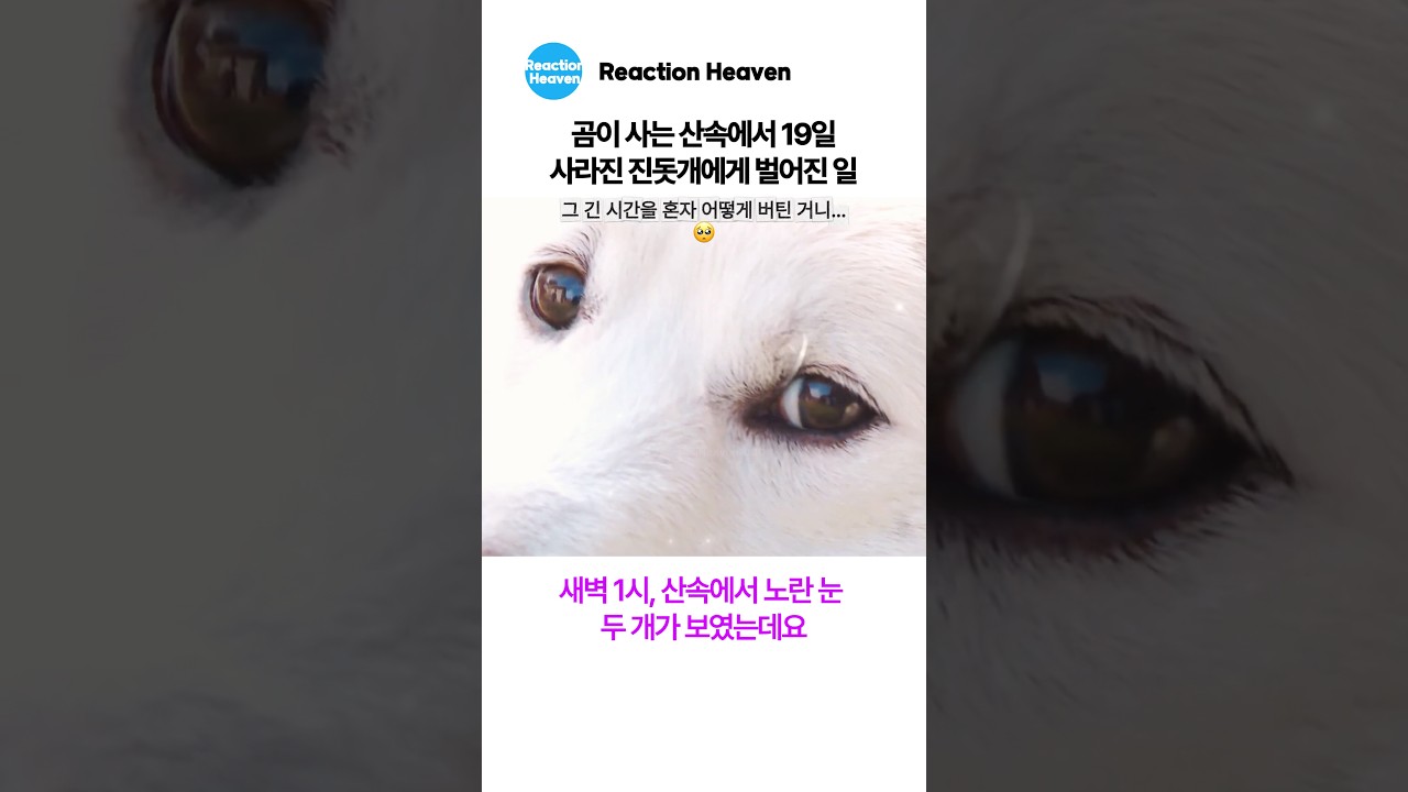 캐나다 산속에서 19일간 사라진 진돗개에게 벌어진 일