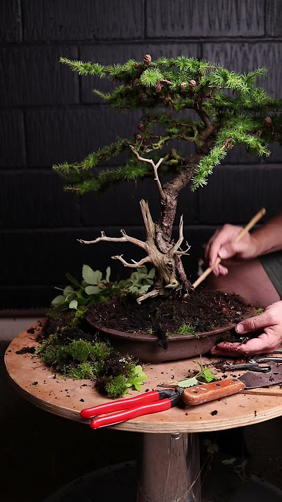 Treating a larch bonsai for depression!  #bonsai