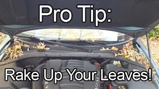 Pro Tip: Rake Up Your Leaves!