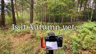 Woodland Photography | Scouting Autumn Compositions | Sony A7iii