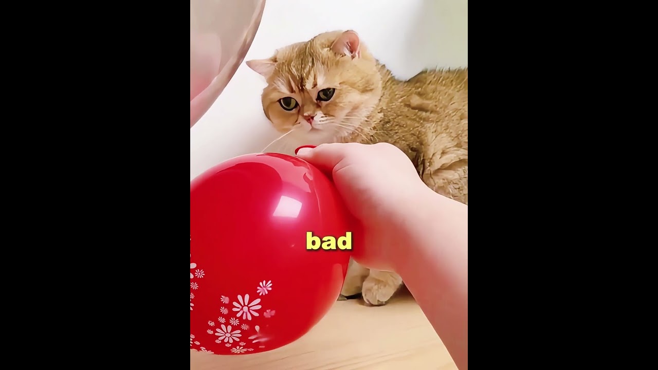 My Kitten Totally Regretted Everything