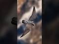 How Nature's Peregrine Falcon Influenced the B-2 Stealth Bomber