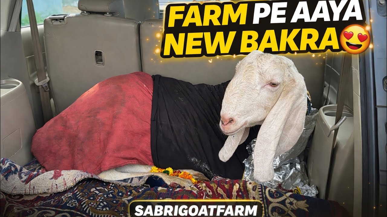 IMANDARI HAR KAAM MEIN BHUT JRURI HAI|new entry ||Sabrigoat farm daily vlog