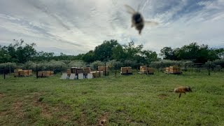 April 19, 2026 - Packsaddle Ranch Apiary Installation of Nucs