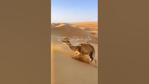 تلاوة خاشعة للشيخ ياسر الدوسري #راحة_نفسية