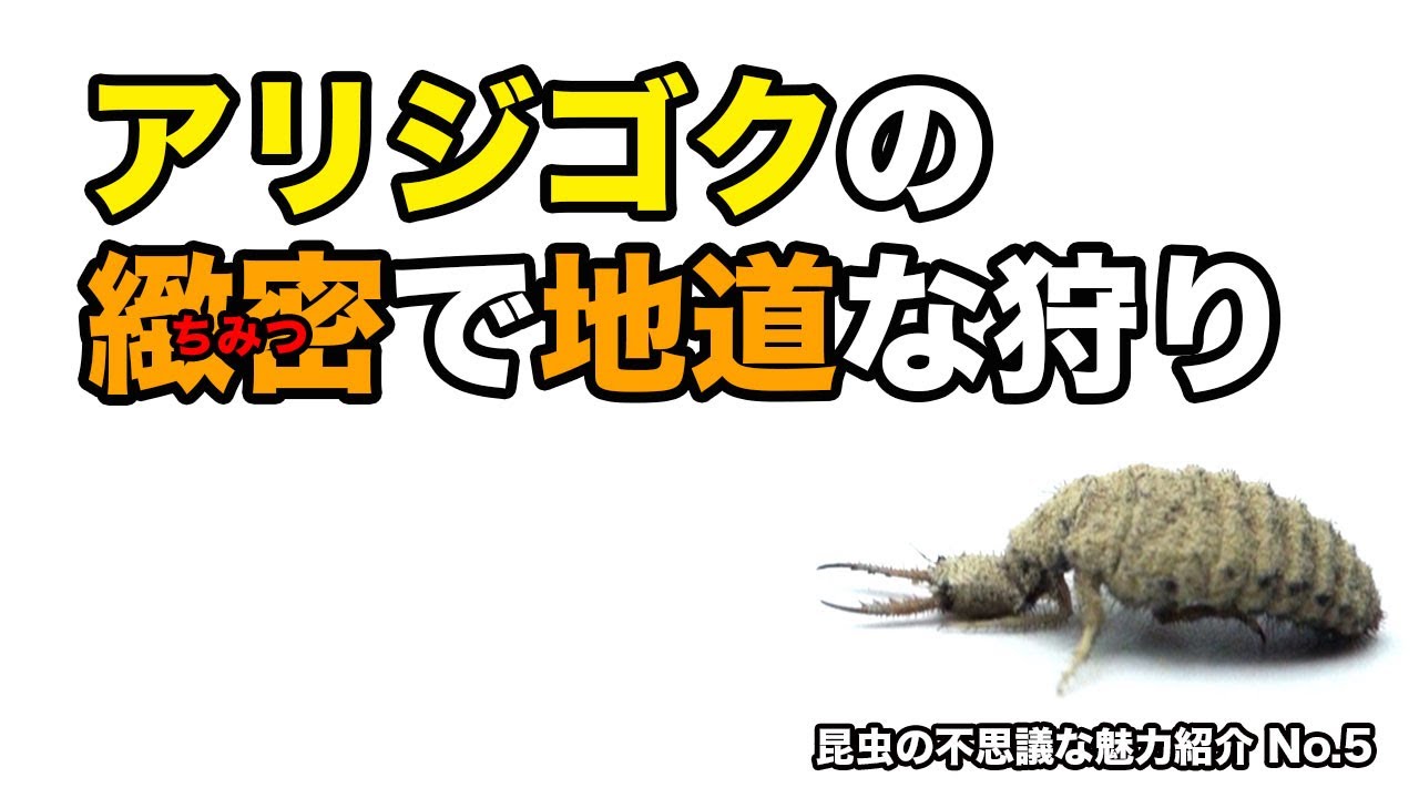 アリジゴクの緻密で地道な狩り 昆虫の不思議な魅力紹介no 5 Youtube アリジゴクの緻密で地道な狩り 昆虫の不思議な魅力紹介no 5 Youtube