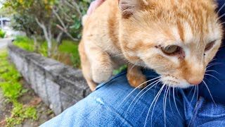 The ginger tabby cats on Cat Island are extremely friendly.