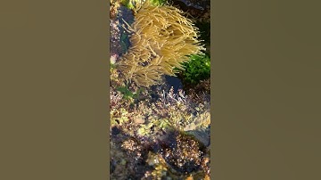 Anemone in Tidal Pool #shorts