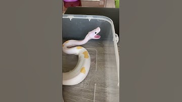 superfire ballpython snake yawn🥱 #ballpython #snake #superfireballpython #snakes