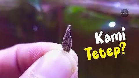 KAMITETEP ⁉️🤔 hewan unik yang suka bikin Gatal ‼😱 Phereoeca Uterella #facts #animals #unique #hewan