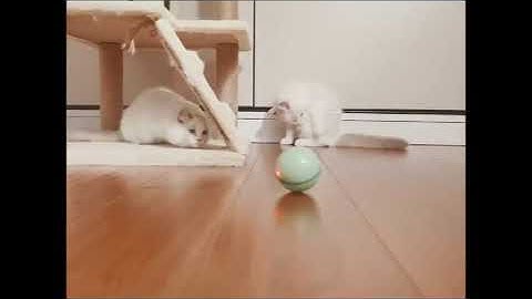 Smart Interactive Cat Toy USB Rechargeable Led Light 360 Degree Self Rotating Ball Pets Playing Toys