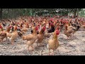 Feeding chickens, how to raise chickens to grow quickly and evenly/my farm work