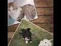 Crossroads Animal Rescue Seneca SC Crossroads Animal Rescue Seneca SC