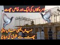 Kabootar bazi ka shauq amra kalan se  famous pigeons lovers dostana pigeon