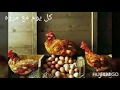 مشروع دجاج لوهمان البياض وربح 1000جنيه يوميا بالورقة والقلم