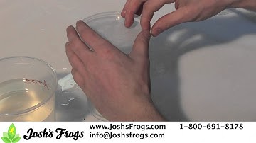 How to Set Up Dart Frog Tadpoles for Morphing