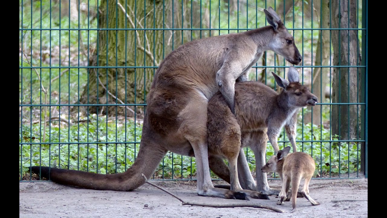 Känguru Familienplanung Youtube