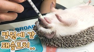 Hedgehog Ruby visited a vet and was diagnosed as extremely obese…