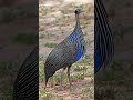 #Guineafowl#VulturineGuineafowl#WildBird#BirdPhotography#BirdLovers#WildlifePhotography