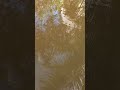 Dòng sông quê #shortvideo