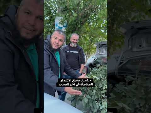 حكمناه يقطع الأشجار المفاجأة في آخر الفيديو الجزائر الخضراء خضراء باذن الله نقي وماترميش الجزائر  حكمناه يقطع الأشجار المفاجأة في آخر الفيديو الجزائر الخضراء خضراء باذن الله نقي وماترميش الجزائر