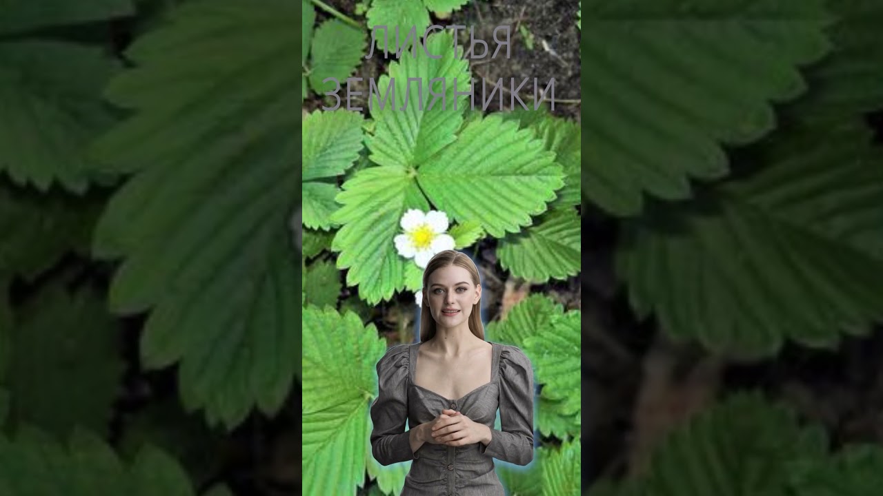 ЛИСТЬЯ ЗЕМЛЯНИКИ / Польза и Вред