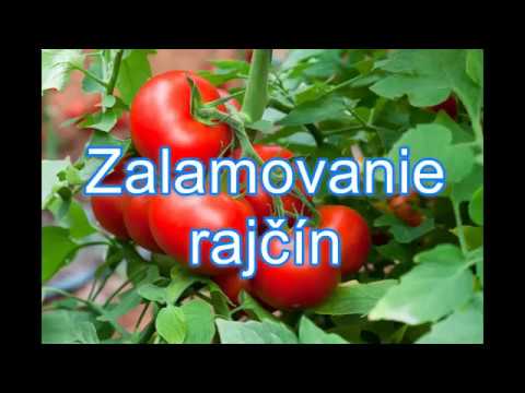 Video: Rastliny a teplota paradajok – najnižšia teplota na pestovanie paradajok