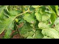 IV) Coltivazione Pomodoro e Freddo | Agricoltura Live Twitch 9/1/22