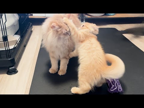 弟との初対面!元気いっぱいな弟と全力で遊ぶお兄ちゃんが素晴らしすぎましたww 【サイベリアン】