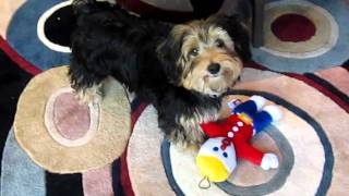 Mr. Bill is a great dog toy.