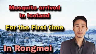Download Lagu First mosquito in Iceland  / Rongmei Education  MP3 Download Lagu First mosquito in Iceland  / Rongmei Education  MP3