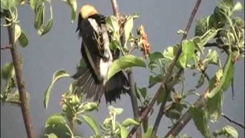 Goglu des prés  -  Bobolink.wmv