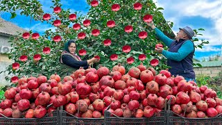 100 KG Pomegranate Harvest: The SECRET of keeping it fresh for a long time TRIED RECIPE