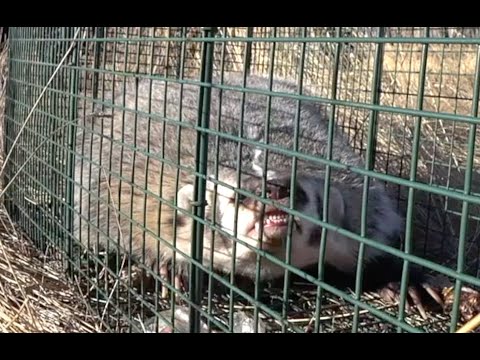 Video: How To Store Badger Fat