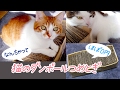ほぼ０円！とっても簡単！ ダンボールで作る猫の爪とぎの作り方
