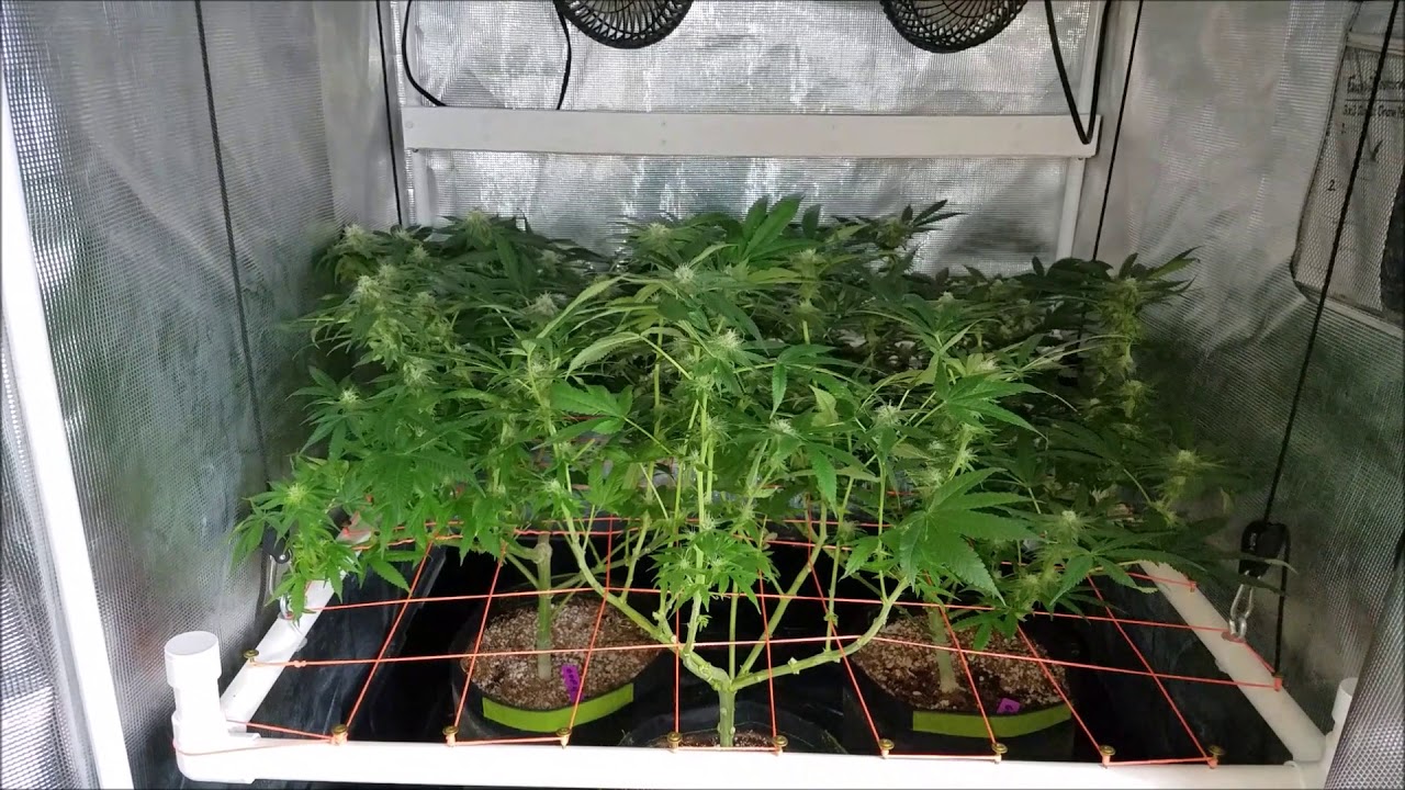 Grand Daddy Purple - Pheno Hunt - Day 28 of Flower