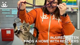 From Injured to Loved - How Bubba the Kitten found a Home! by Best Friends Animal Society 951 views 2 months ago 1 minute, 57 seconds