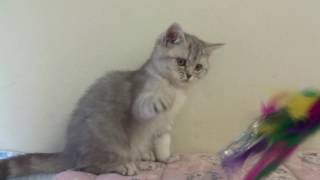 Blue tabby British Shorthair female kitten by nfomina 2,691 views 7 years ago 39 seconds