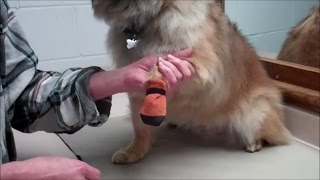 Dog boot fitting, and care of boots by PetPrepper 35,513 views 6 years ago 5 minutes, 23 seconds