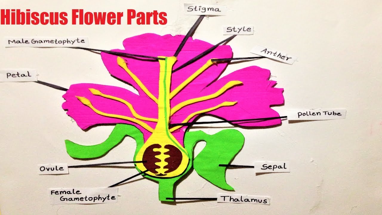 Diagram Of Hibiscus Flower