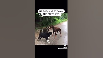 Never Turn Your Back On An Aggressive Dog