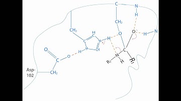 Chymotrypsin Mechanism