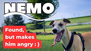 Nemo Found! ... And it made our whippet dog bark by One Dog Show 121 views 10 months ago 1 minute, 11 seconds