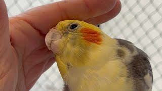 O final é o melhor: calopsita muito fofa… e exigente!😄 by Vanessa's Cockatiels 1,935 views 9 months ago 1 minute, 22 seconds