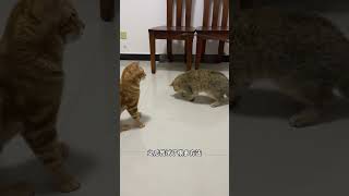 皮皮的心理疗愈历程，家里的小猫咪如果不合群，可以试下这个方法～铲屎官日记 记录猫咪日常