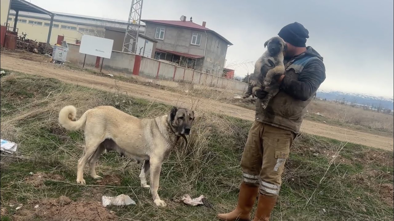 DÖNÜP YOLUMU DEĞİŞTİRMEME SEBEP OLAN KANGAL DİŞİYİ NE YAPTIYSAM ALAMADIM