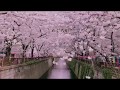 「めぐろ川」miwa cover