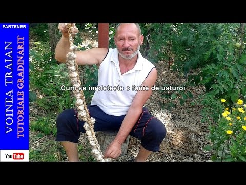 Video: Ce este usturoiul persan Star – Cultivarea usturoiului Persian Star în grădină